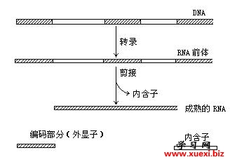 ת¼RNAǰͨӡΪRNA